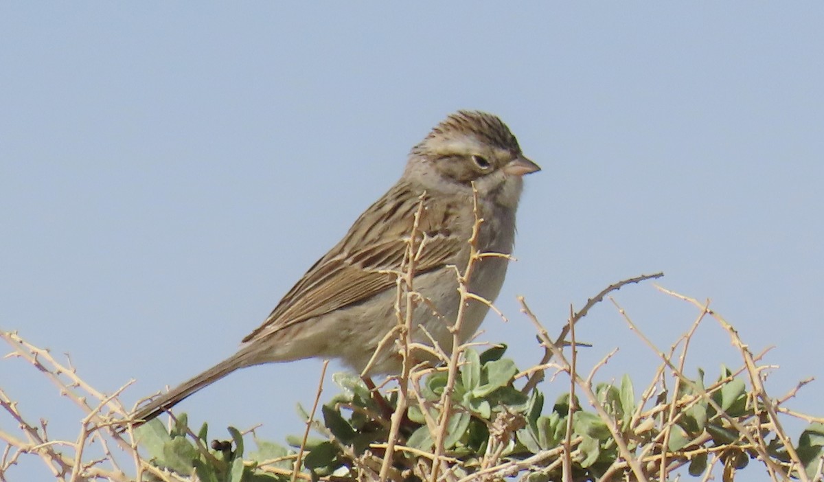 Brewer's Sparrow - ML618493301