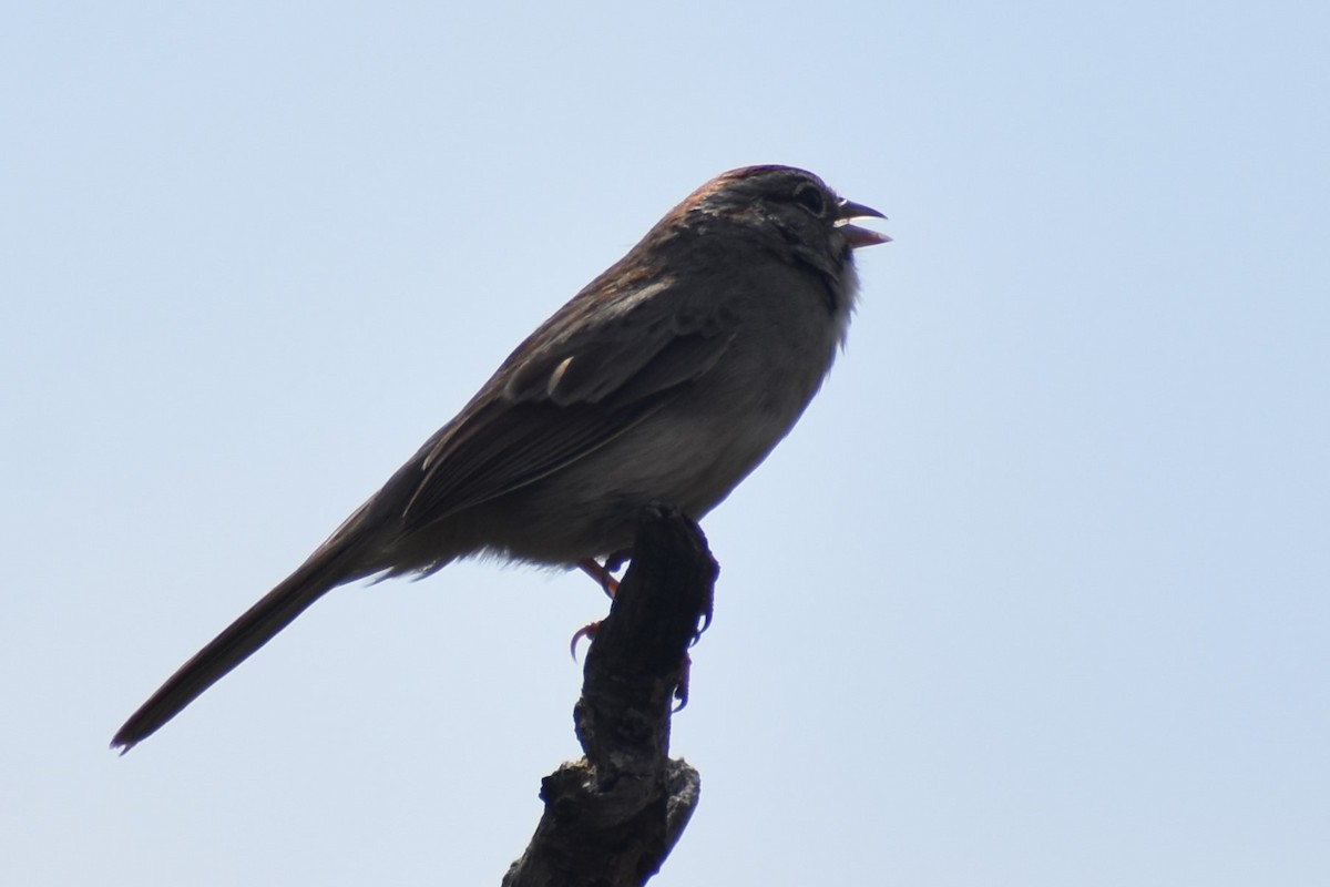 Rufous-crowned Sparrow - Jason Leduc
