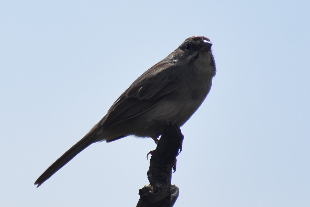 Rufous-crowned Sparrow - Jason Leduc