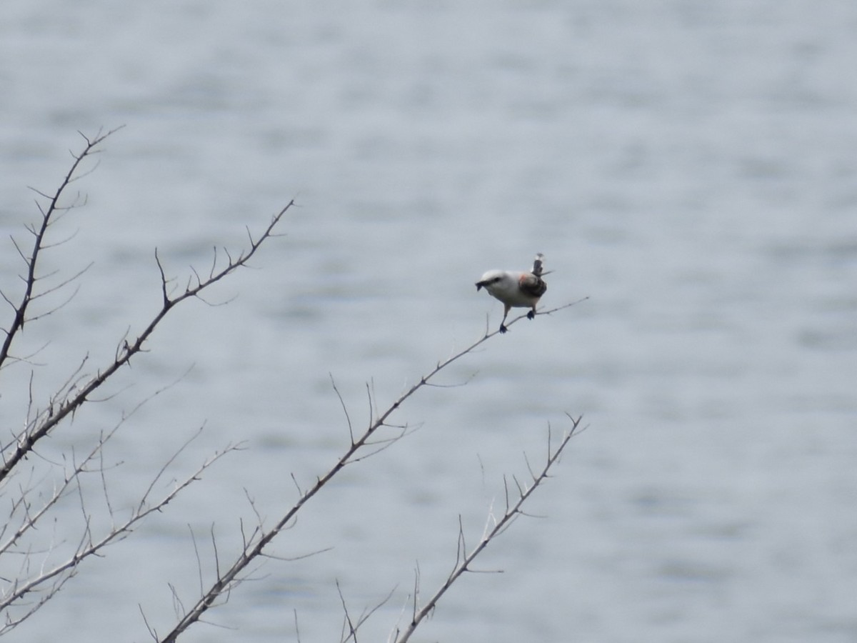 Scissor-tailed Flycatcher - ML618493319