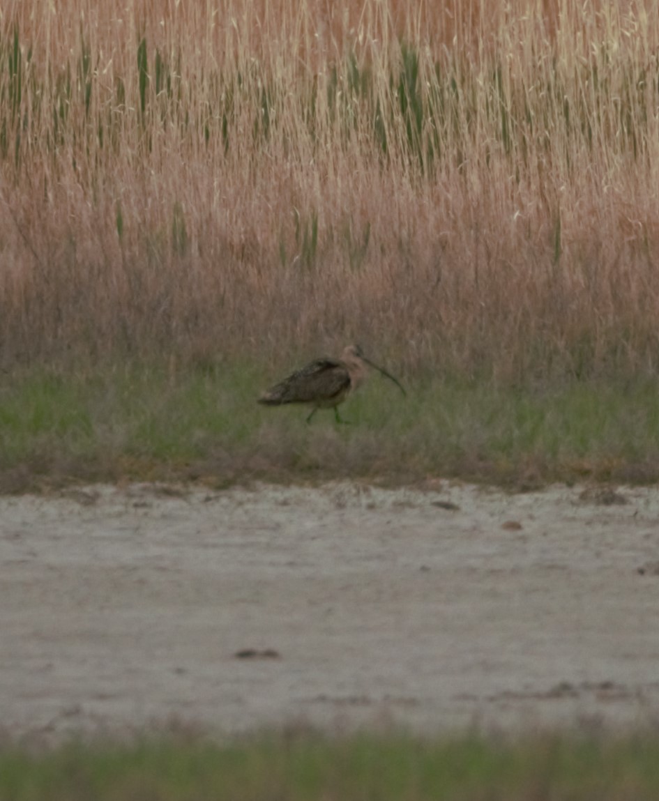 Long-billed Curlew - Ron Andersen