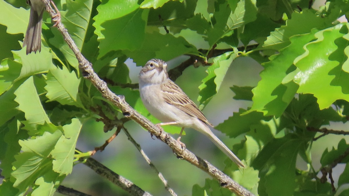 Brewer's Sparrow - ML618493336