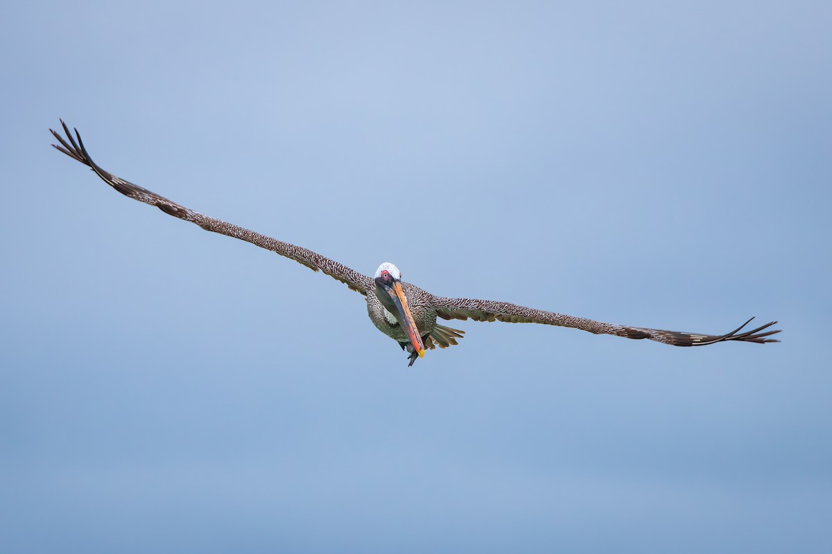 Brown Pelican - ML618493349