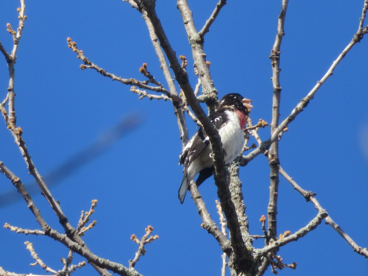 Rose-breasted Grosbeak - Byron Kuster