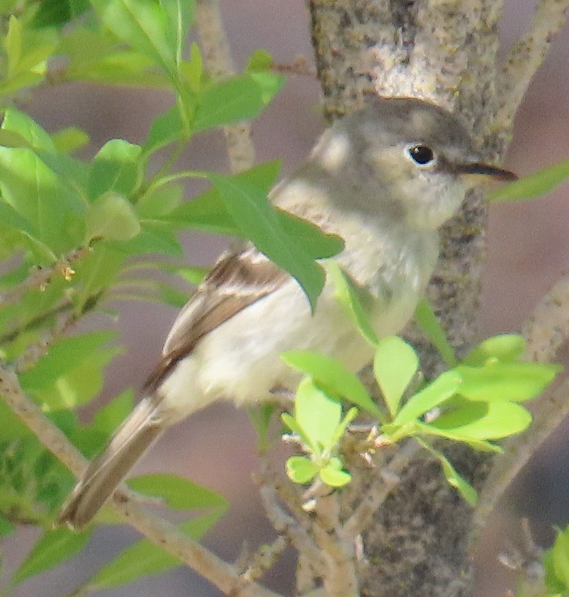 Gray Flycatcher - Merri R