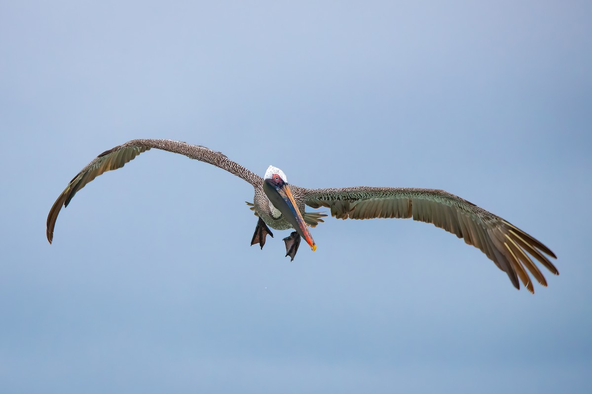 Brown Pelican - ML618493379