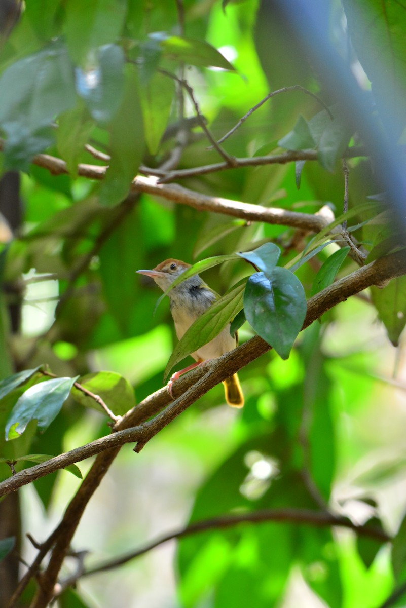 Dark-necked Tailorbird - ML618493383