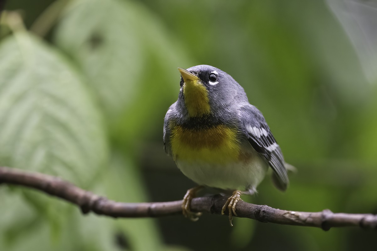 Northern Parula - Thomas Creel