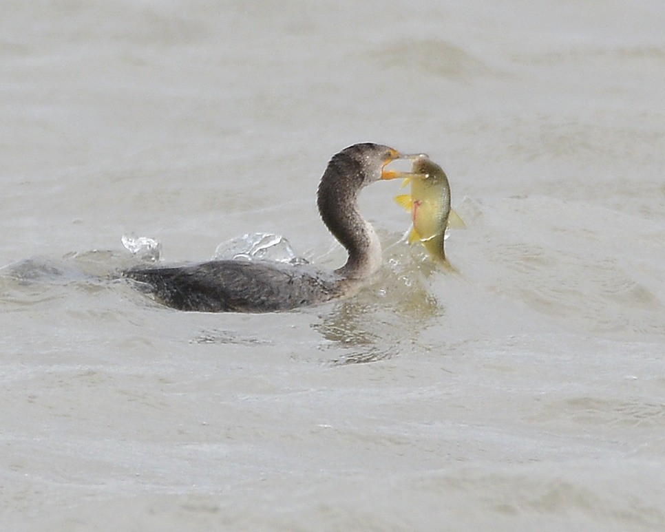 Double-crested Cormorant - ML618493409