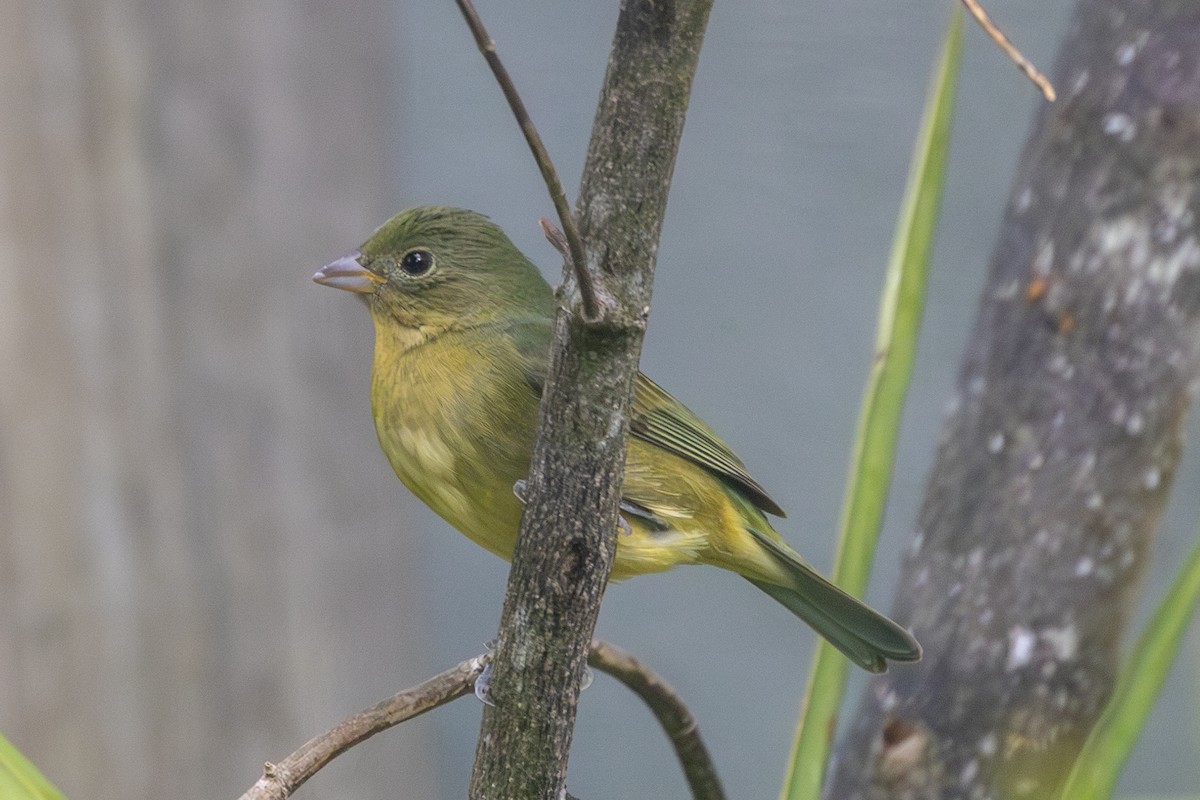 Painted Bunting - ML618493428