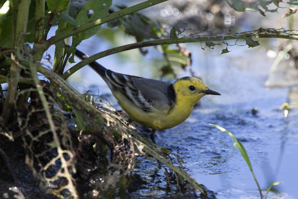 Citrine Wagtail - ML618493433