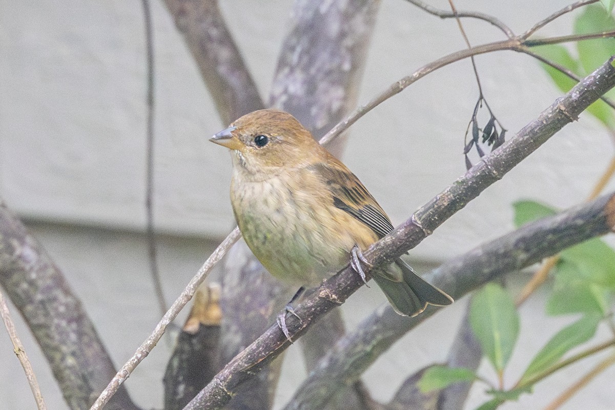 Indigo Bunting - ML618493442