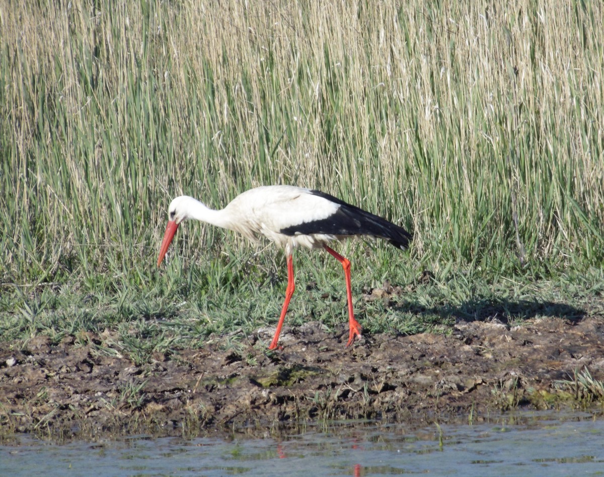 White Stork - Rafa Al