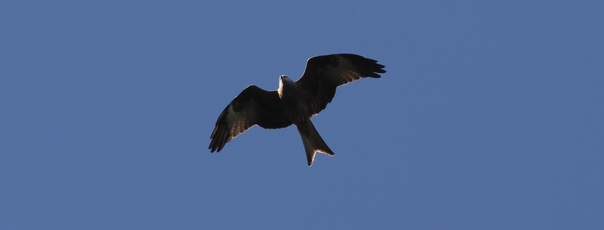 Red Kite - Anabel&Geoff Harries