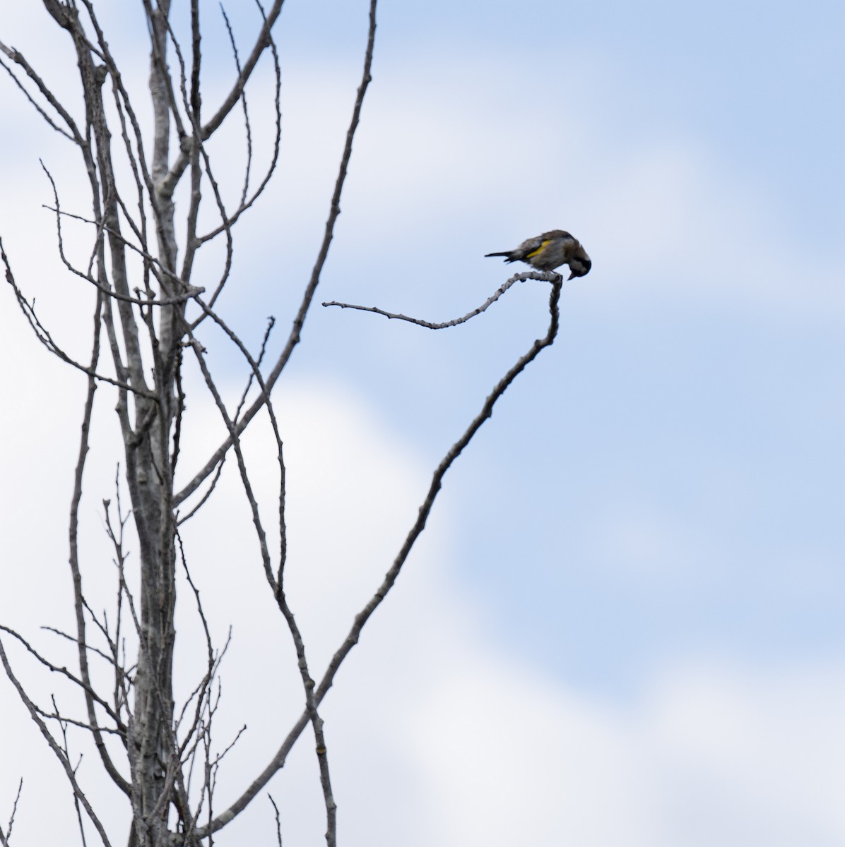 European Goldfinch - ML618493484