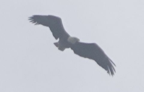 Белоголовый орлан - ML618493519