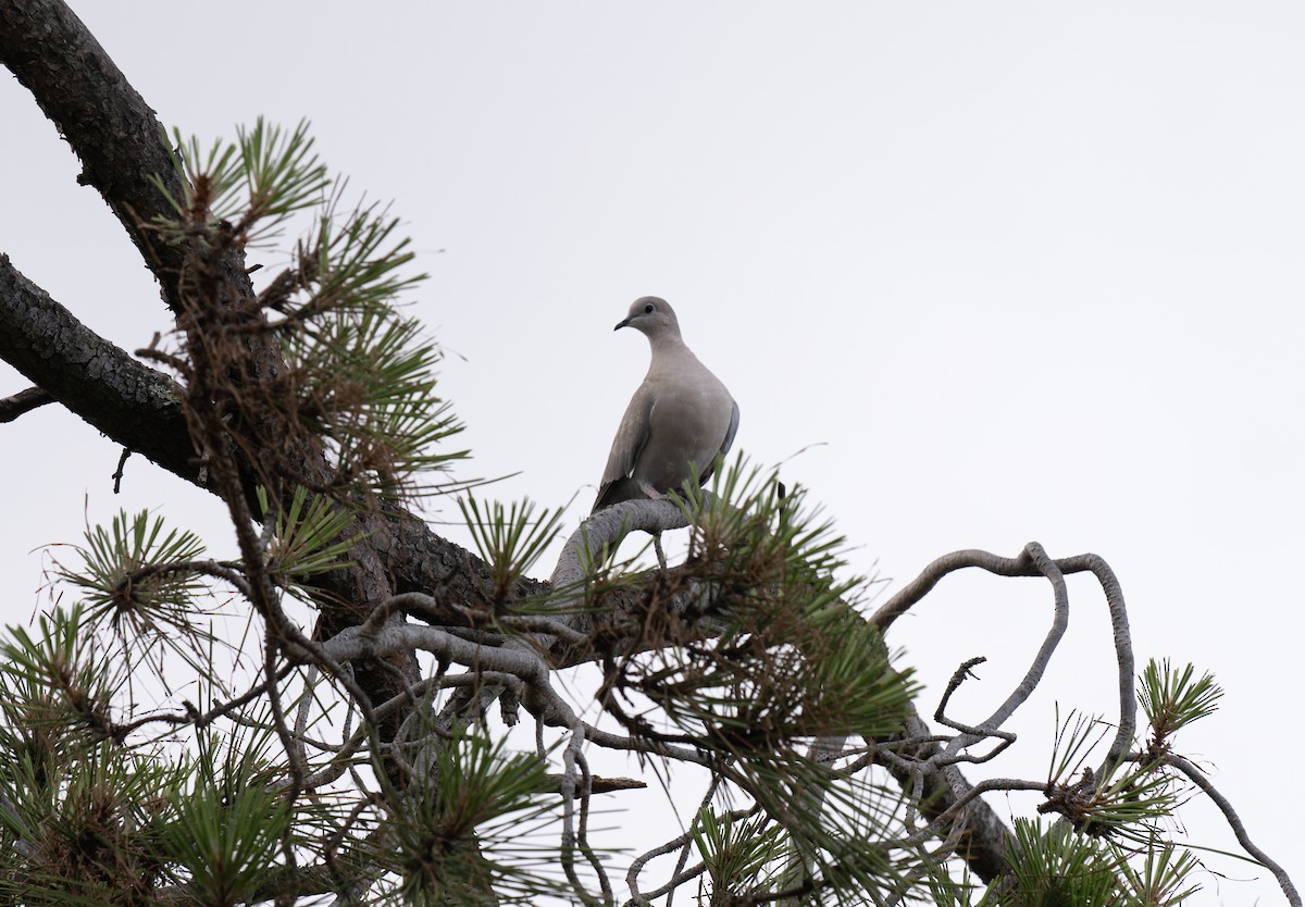 Eurasian Collared-Dove - Bárbara Morais