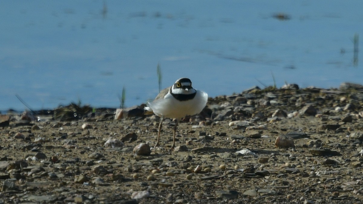 Little Ringed Plover - ML618493540