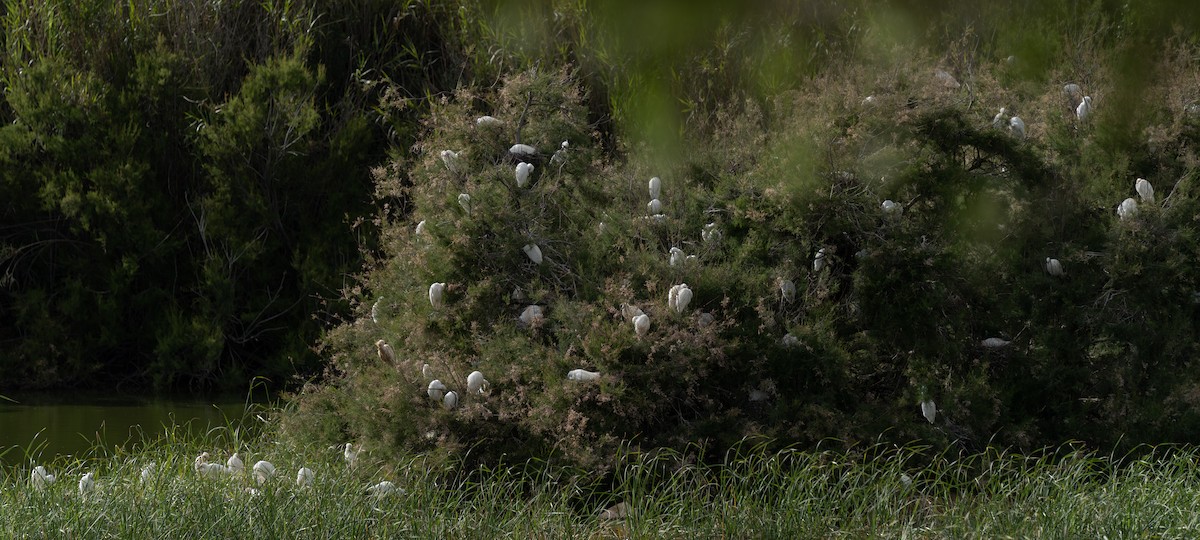 Western Cattle Egret - Bárbara Morais