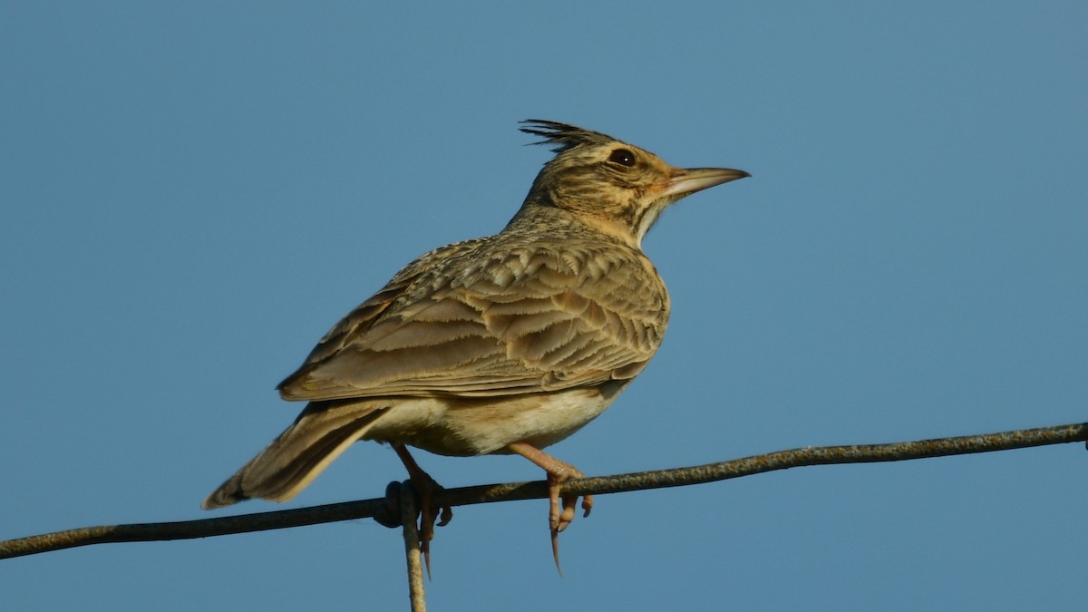 Crested Lark - Carl Winstead