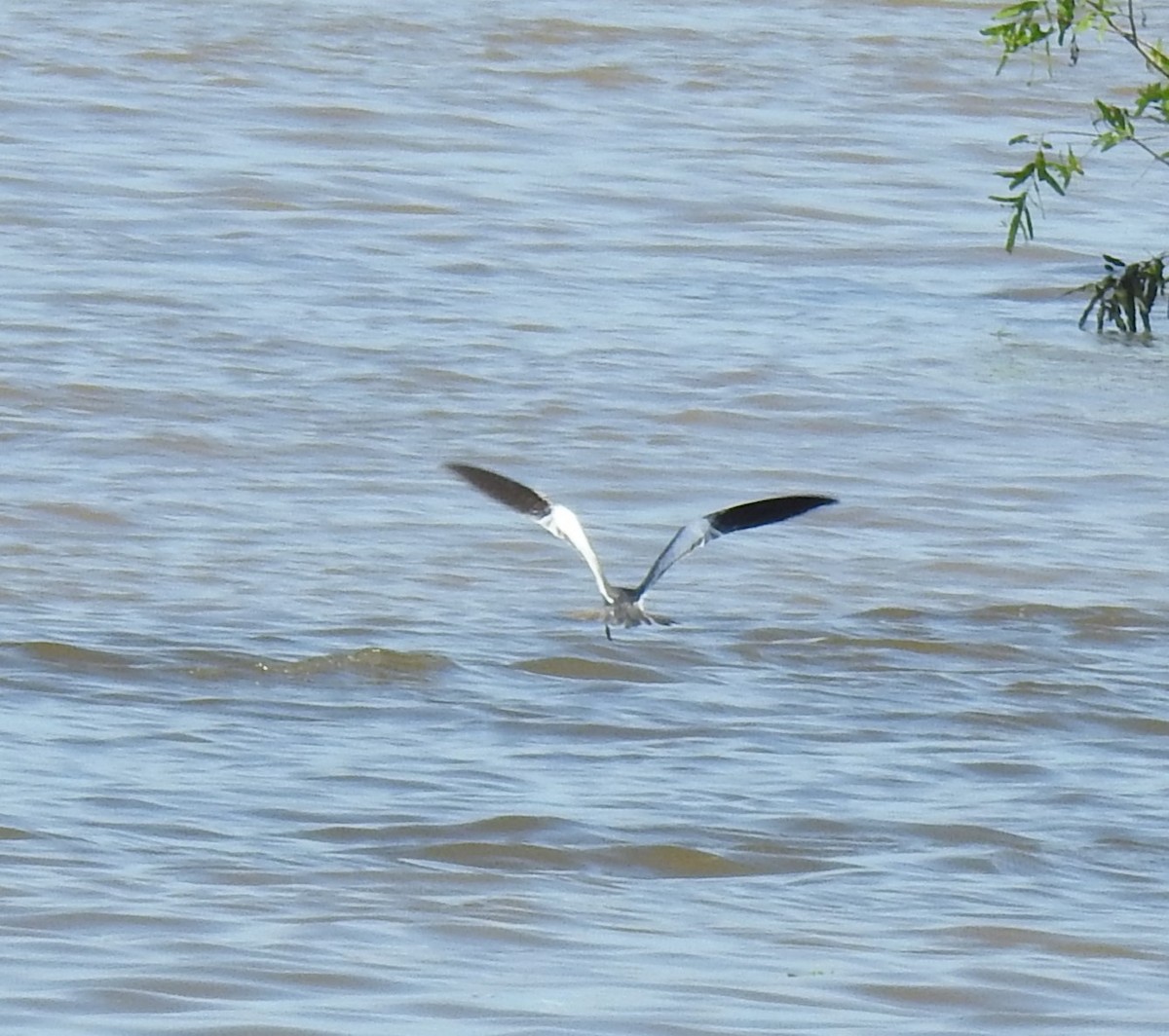 Large-billed Tern - ML618493616