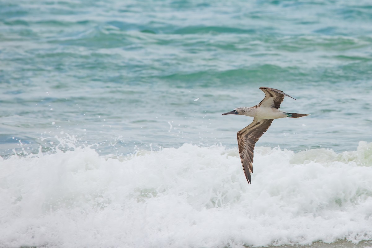 Blue-footed Booby - ML618493643