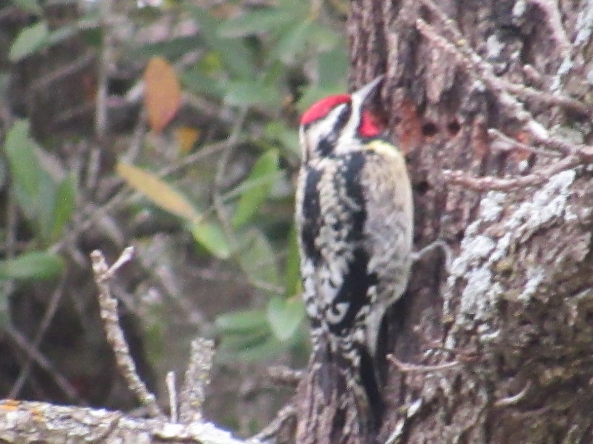 Yellow-bellied Sapsucker - ML618493653