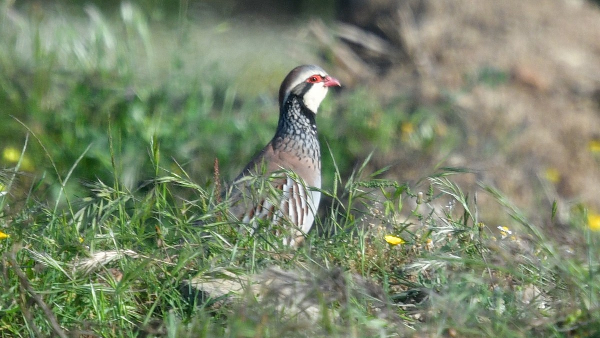 Red-legged Partridge - ML618493672