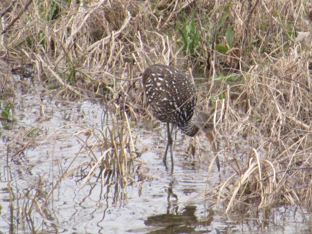 Limpkin - ML618493687