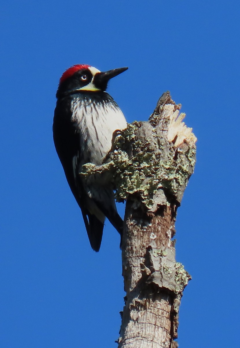 Acorn Woodpecker - Jim Sweeney