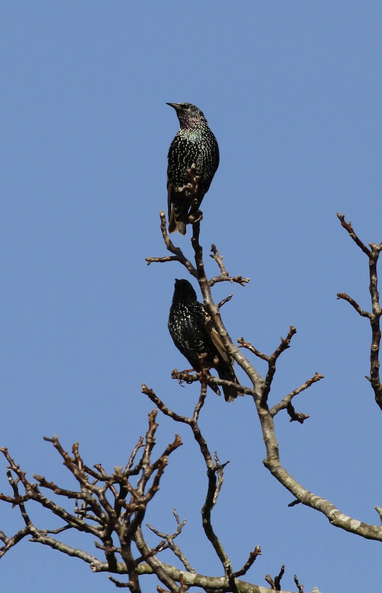 European Starling - Anabel&Geoff Harries