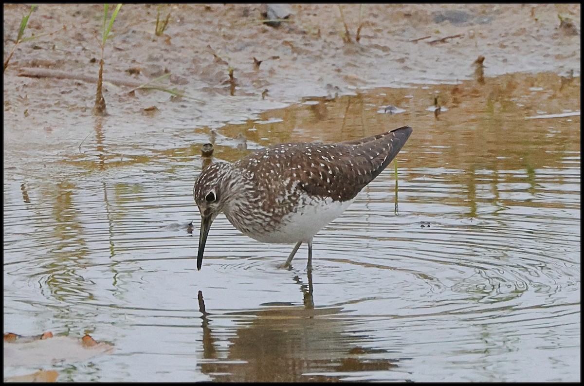 Solitary Sandpiper - ML618493758