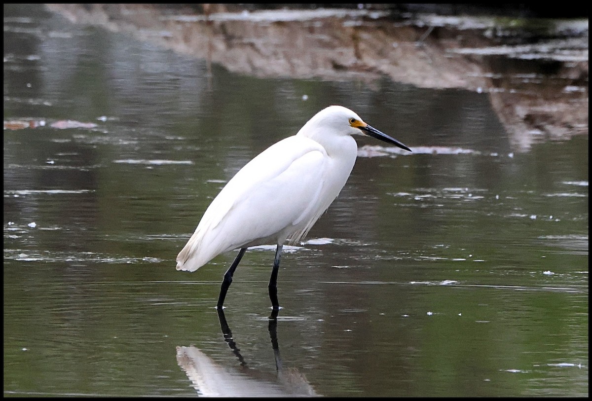 Snowy Egret - ML618493767