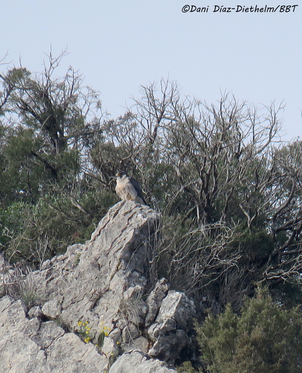 Peregrine Falcon - Anonymous