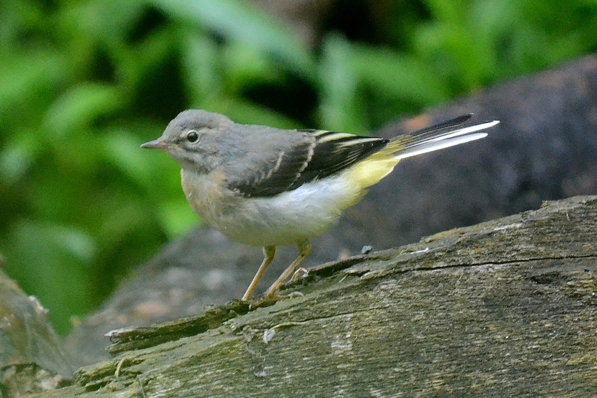 Gray Wagtail - Robin Ziegler