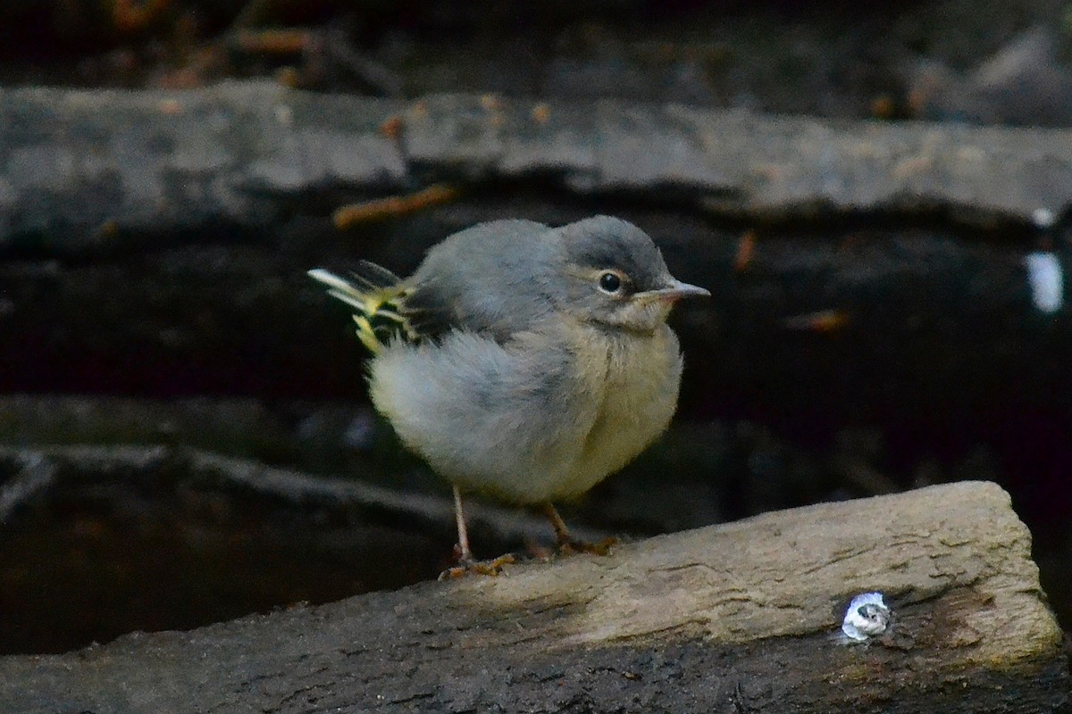 Gray Wagtail - ML618493789