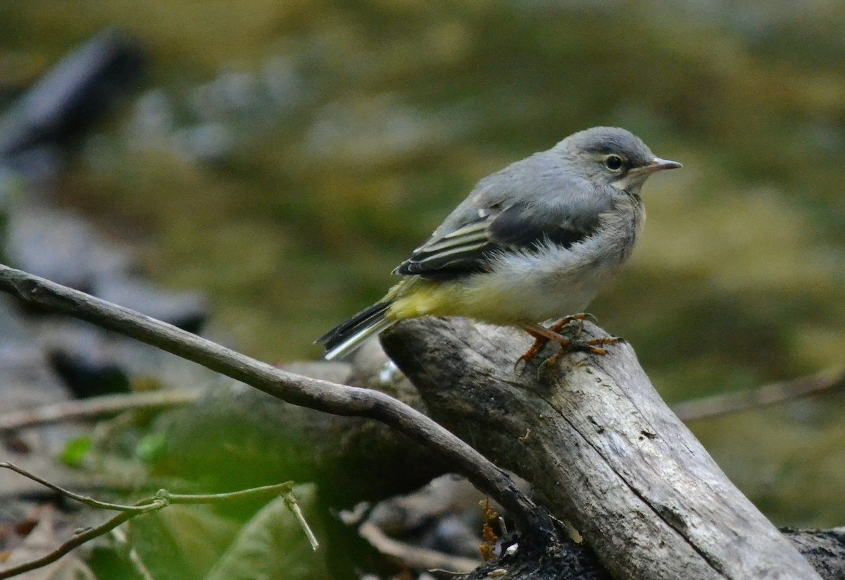 Gray Wagtail - ML618493790