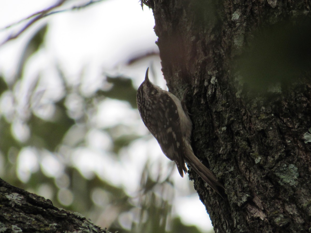 Brown Creeper - Caleb Helsel