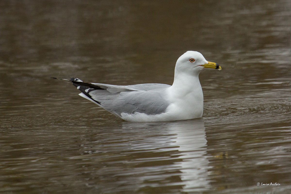 Ring-billed Gull - Louise Auclair