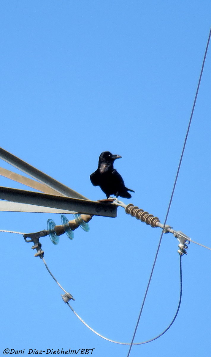 Common Raven - Anonymous