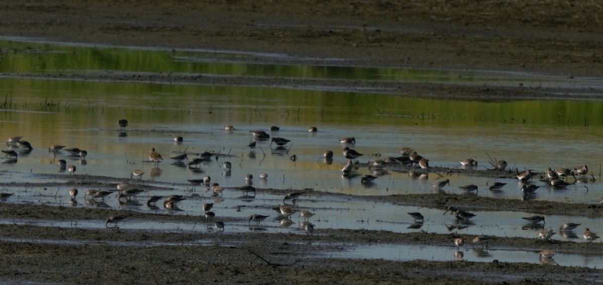 Least Sandpiper - Ron Andersen