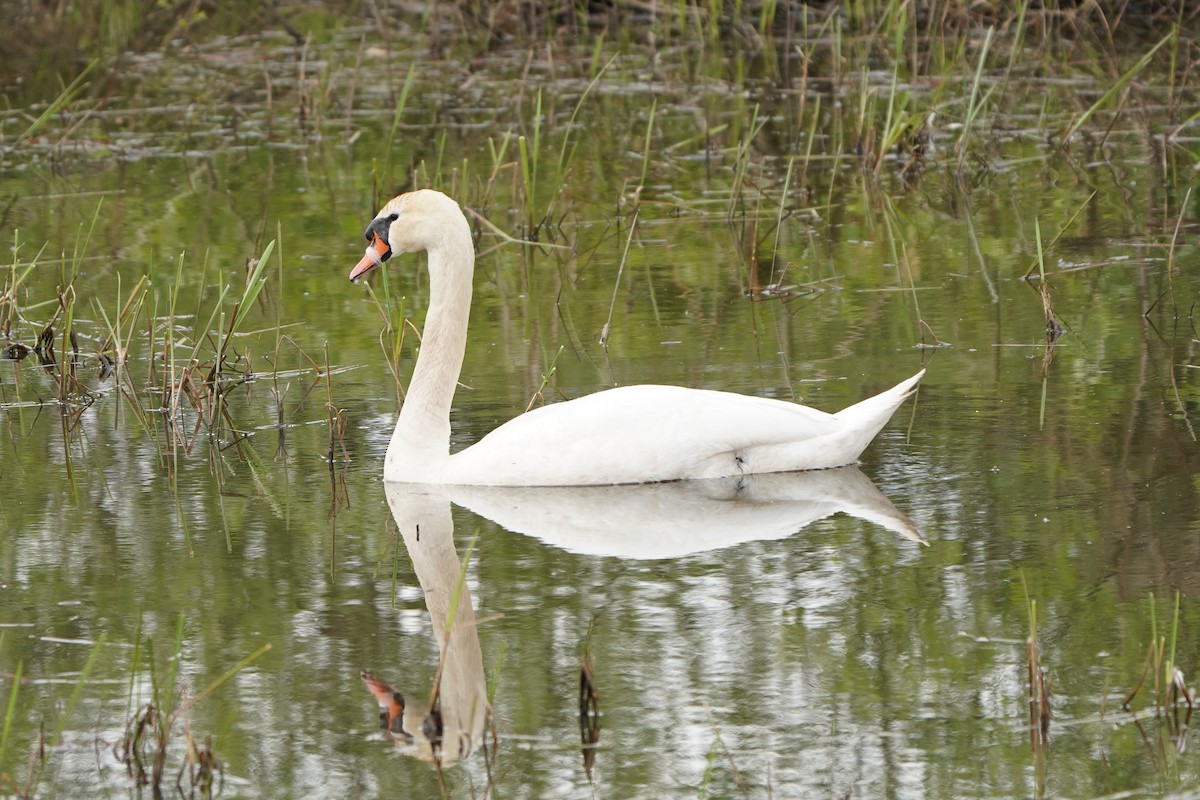 Mute Swan - ML618493849