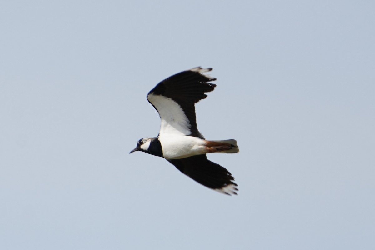 Northern Lapwing - Michal Ostant