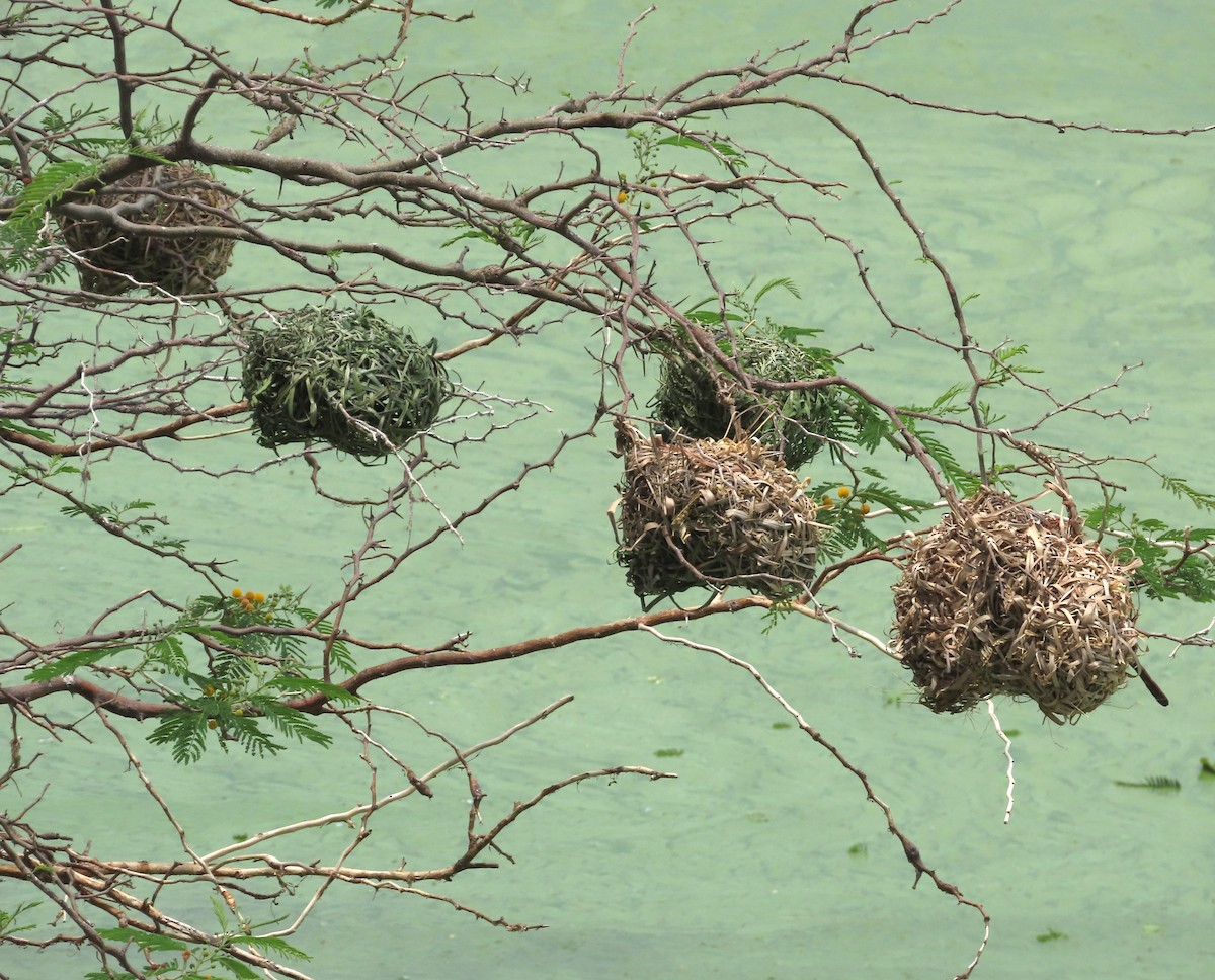 Village Weaver - Alfredo Correa