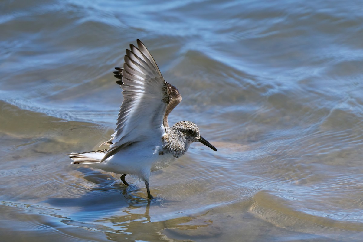 Bécasseau sanderling - ML618493877