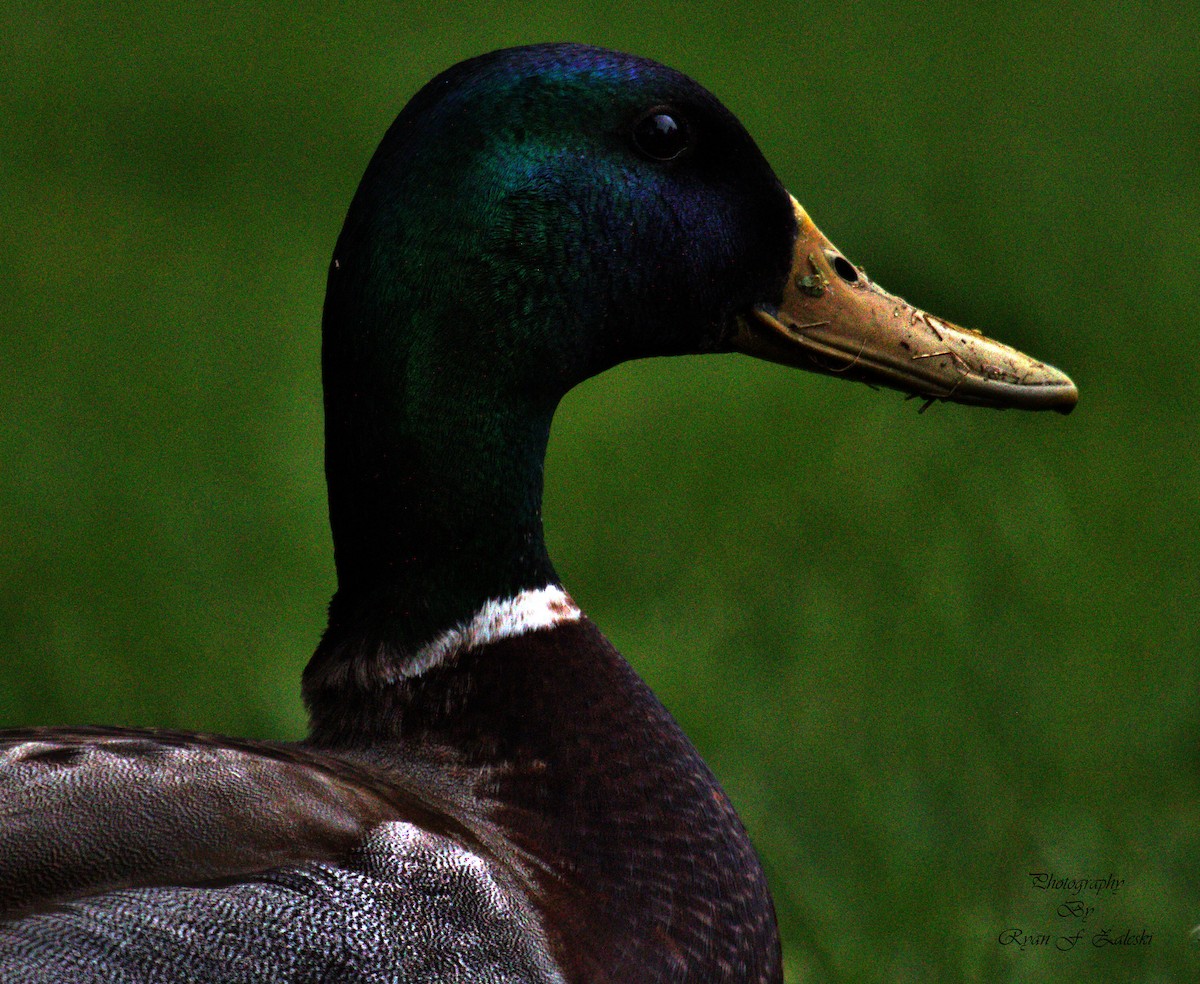 Mallard - ML618493896