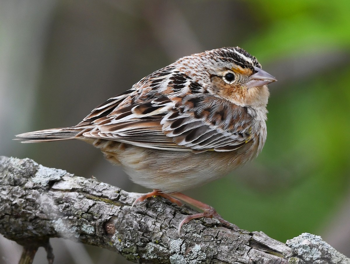 Grasshopper Sparrow - Joshua Vandermeulen