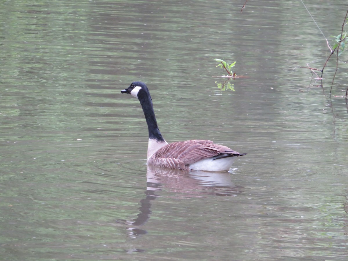 Canada Goose - ML618493948