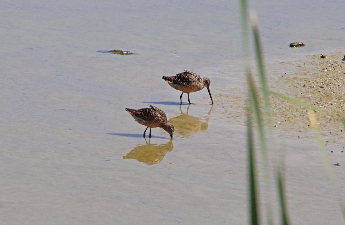 Long-billed Dowitcher - ML618493953