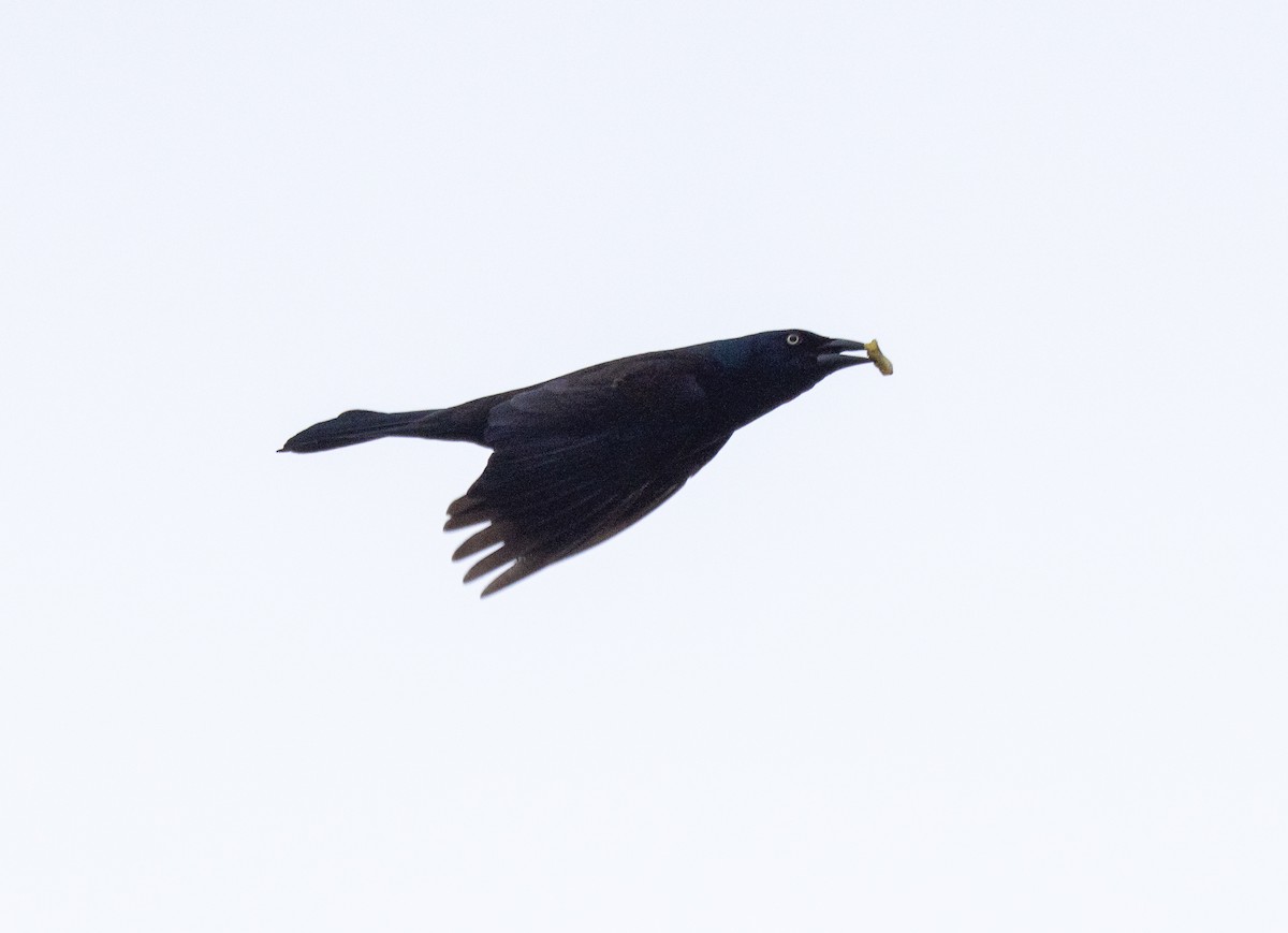 Common Grackle - Scott Murphy